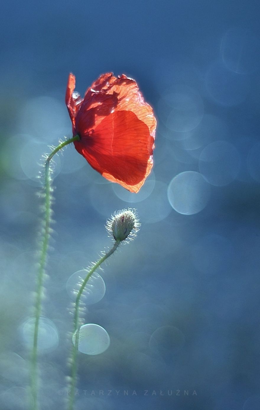 Bộ ảnh đẹp lung linh về ốc s&ecirc;n quấn qu&iacute;t b&ecirc;n hoa trong sương sớm - Ảnh 9.