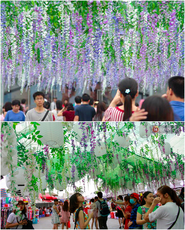 Lễ hội hoa tử đằng ở Hà Nội: Nỗi thất vọng khi thực tế khác xa hình ảnh quảng cáo - Ảnh 7.