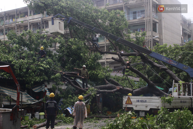 Mưa lớn khiến cổ thụ ở Sài Gòn bật gốc đè 3 căn nhà, cúp điện toàn khu vực - Ảnh 2.