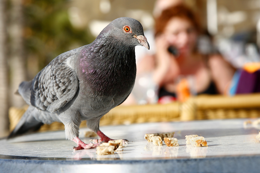Làm thế nào bồ câu đưa thư có thể vượt ngàn dặm mà vẫn nhớ đường về? - Ảnh 5. Làm thế nào bồ câu đưa thư có thể vượt ngàn dặm mà vẫn nhớ đường về? - Ảnh 5.