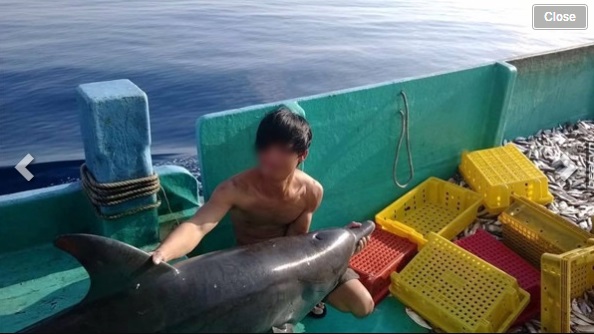 Nhóm thanh niên sát hại cá heo ở Phú Quốc có thể bị phạt đến 100 triệu - Ảnh 3.