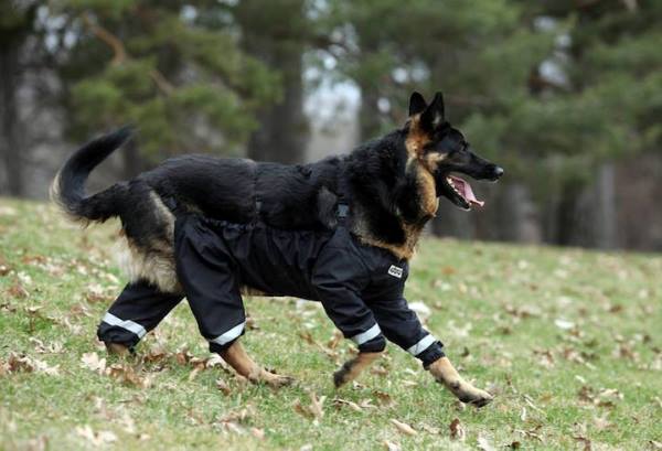 Chó cưng cũng học đòi mặc quần sành điệu như ai - Ảnh 4.