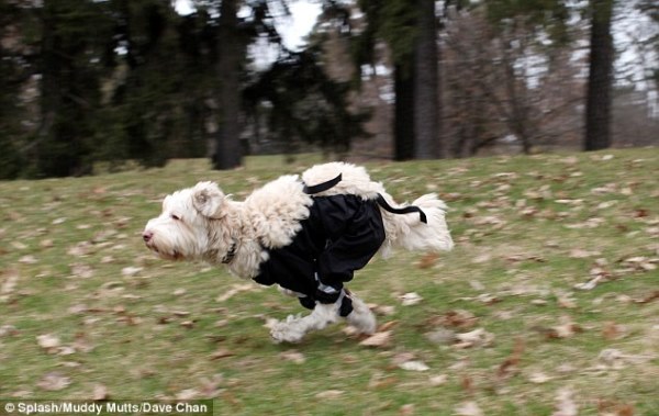 Chó cưng cũng học đòi mặc quần sành điệu như ai - Ảnh 5.