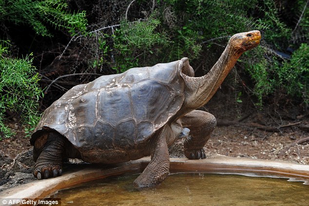 Cụ rùa 100 tuổi này cứu cả phân loài chỉ bằng cách... giao phối - Ảnh 1.
