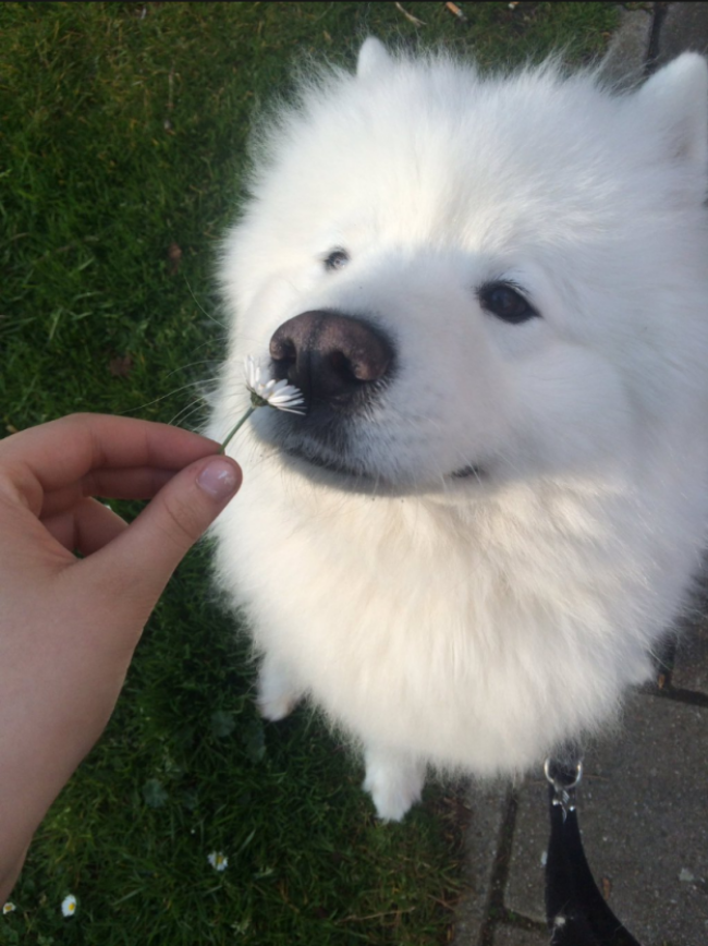 18 minh chứng vì sao Samoyed là hoa hậu thân thiện của loài chó - Ảnh 10.