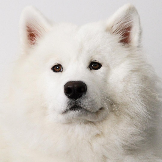 18 minh chứng vì sao Samoyed là hoa hậu thân thiện của loài chó - Ảnh 11.