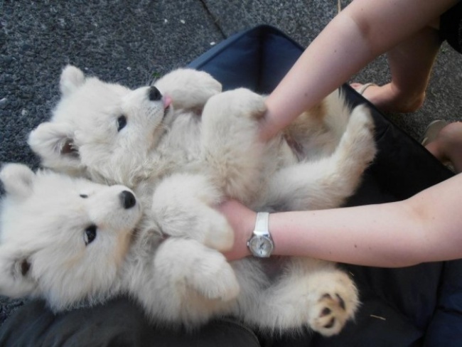 18 minh chứng vì sao Samoyed là hoa hậu thân thiện của loài chó - Ảnh 12.