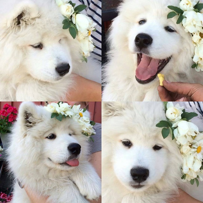 18 minh chứng vì sao Samoyed là hoa hậu thân thiện của loài chó - Ảnh 13.