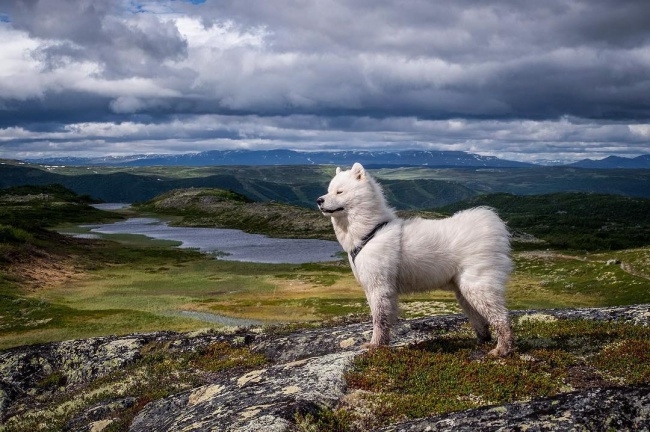 18 minh chứng vì sao Samoyed là hoa hậu thân thiện của loài chó - Ảnh 16.
