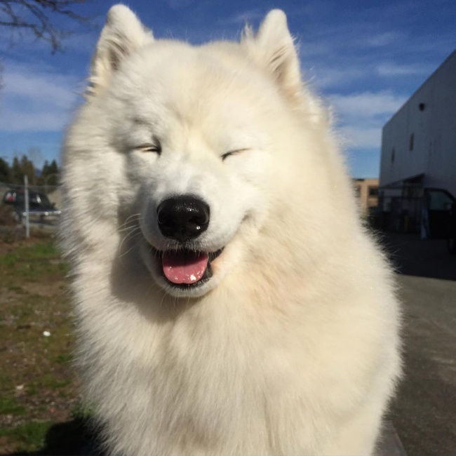 18 minh chứng vì sao Samoyed là hoa hậu thân thiện của loài chó - Ảnh 4.