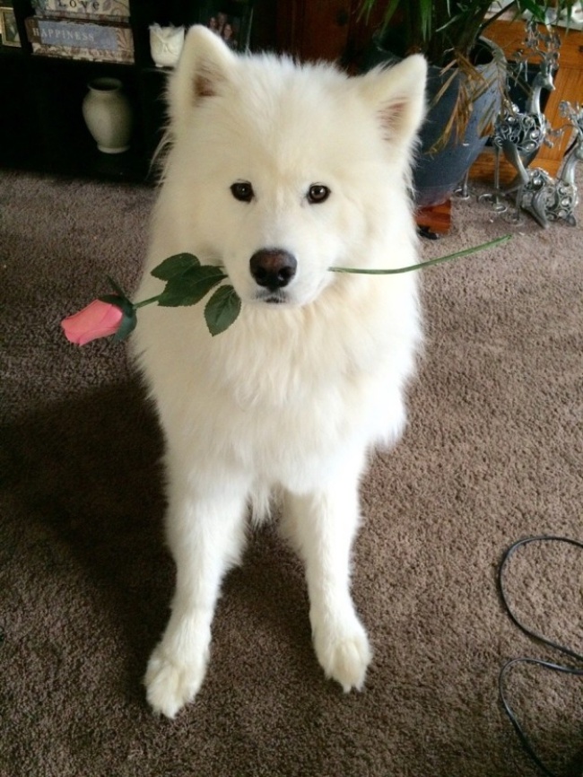 18 minh chứng vì sao Samoyed là hoa hậu thân thiện của loài chó - Ảnh 8.