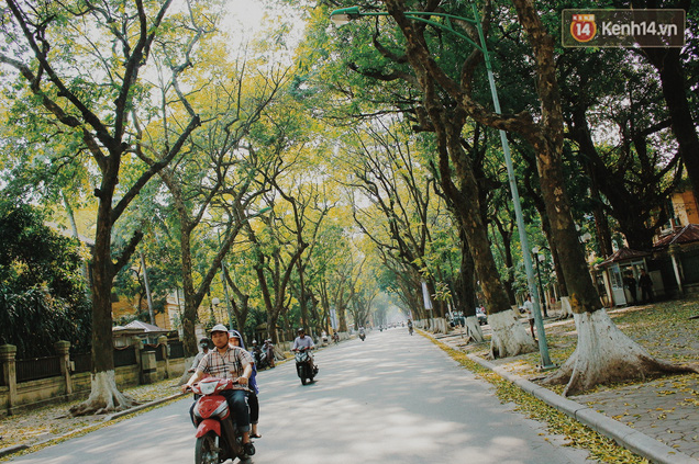 Người Hà Nội thích thú chụp ảnh với những con đường trải thảm lá vàng - Ảnh 1.
