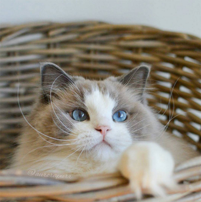 Ngắm nhìn em mèo tiểu thư sang chảnh nhất thế giới - Ảnh 14.