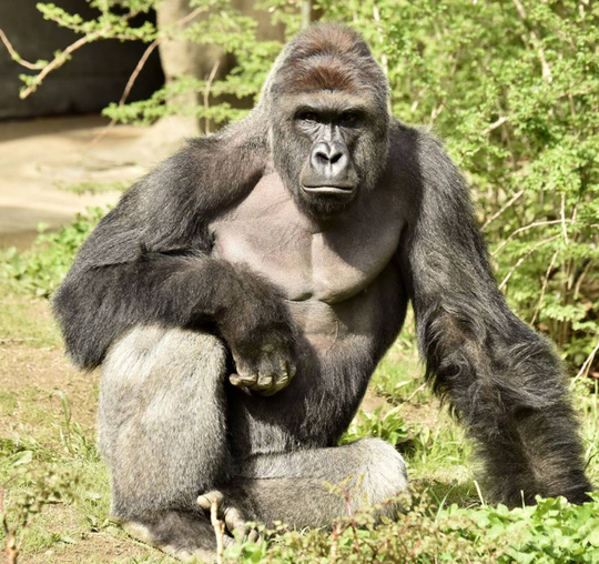Sở thú Mỹ bắn chết khỉ đột quý hiếm để cứu bé trai 4 tuổi rơi vào chuồng khỉ - Ảnh 3.