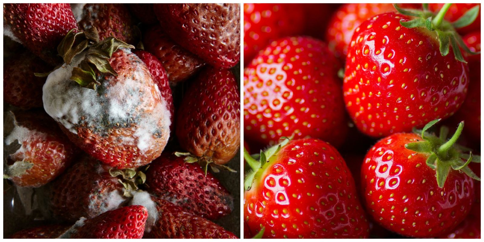 Xem chuyên gia hướng dẫn bạn cách để ăn được thực phẩm bị mốc - Ảnh 7. Xem chuyên gia hướng dẫn bạn cách để ăn được thực phẩm bị mốc - Ảnh 7.