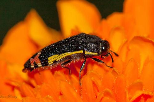 Diệu kì những loài bọ có thể tự phát sáng trong đêm - Ảnh 4. Diệu kì những loài bọ có thể tự phát sáng trong đêm - Ảnh 4.