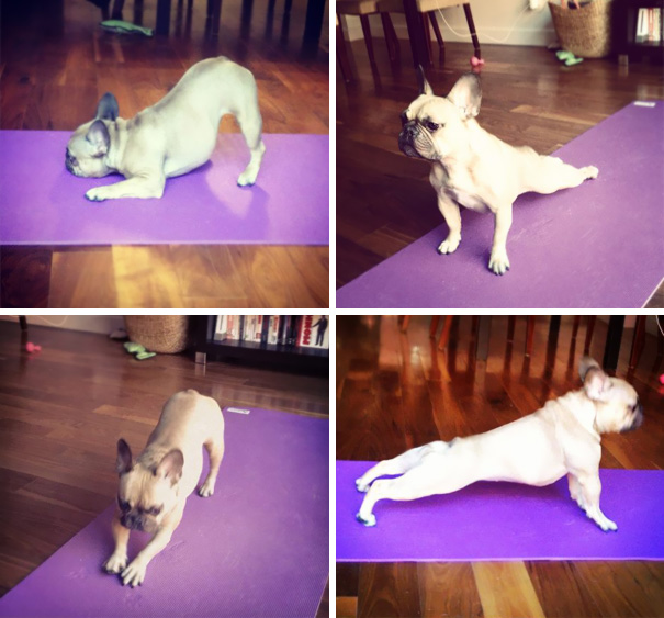 16 bé động vật biết tập yoga dẻo hơn cả bạn - Ảnh 15.