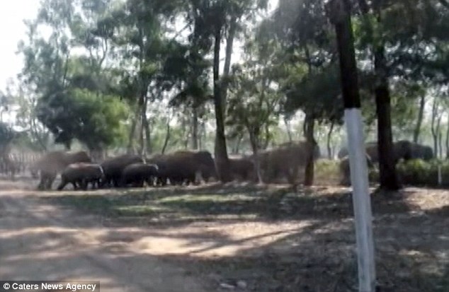 60 con voi tràn vào làng Ấn Độ, phá hủy 25 ngôi nhà trước sự kinh hãi của người dân - Ảnh 2.