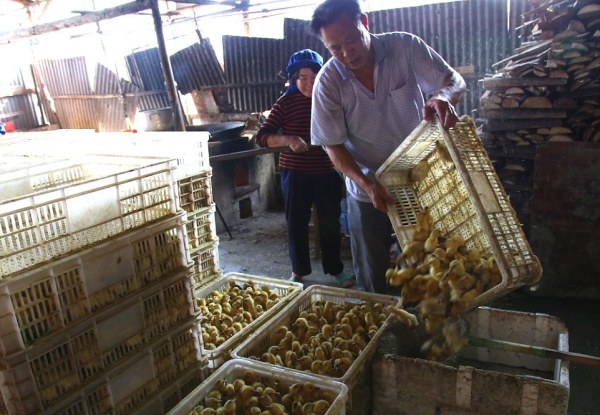 Hàng nghìn vịt đực bị trụng nước sôi, nghiền nát rồi đem làm thức ăn cho rắn - Ảnh 1.