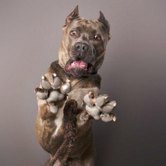 Nhìn chú chó sợ hãi này thật đáng yêu! Nếu bạn muốn xem những hình ảnh ngộ nghĩnh, đáng yêu về chó thì hãy nhấp vào bức ảnh liên quan ngay thôi!