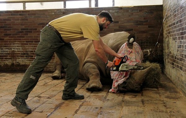 Hàng loạt tê giác quý hiếm bị nhân viên sở thú dùng cưa máy cắt sừng - Ảnh 1.