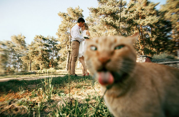 19 con mèo bẩn tính chuyên ném đá Hội những người thích chụp ảnh tự sướng - Ảnh 1.