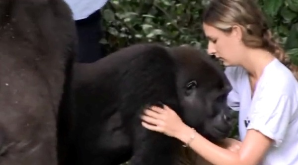 Video: Hai chú khỉ đột vẫn nhận ra ân nhân sau hơn 12 năm xa cách - Ảnh 2.