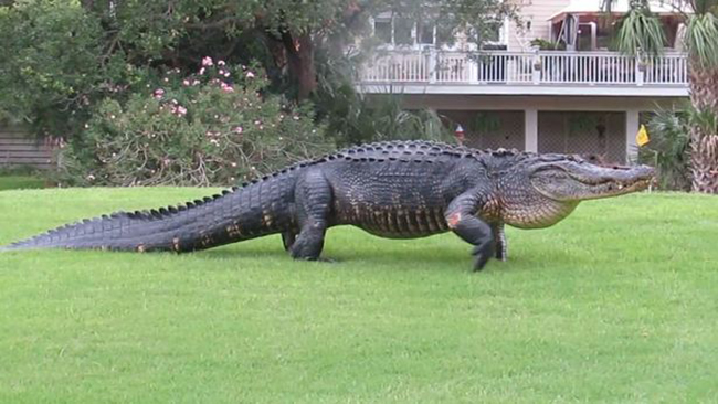 Cá sấu khổng lồ lớ ngớ đi lạc trong sân golf - Ảnh 2.
