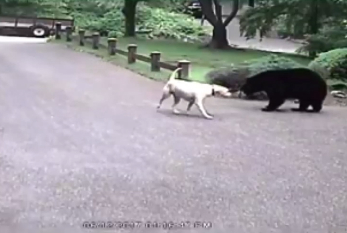 Ch&uacute; ch&oacute; d&ugrave;ng v&otilde; mồm đuổi gấu đen to x&aacute;c chạy t&oacute;e kh&oacute;i