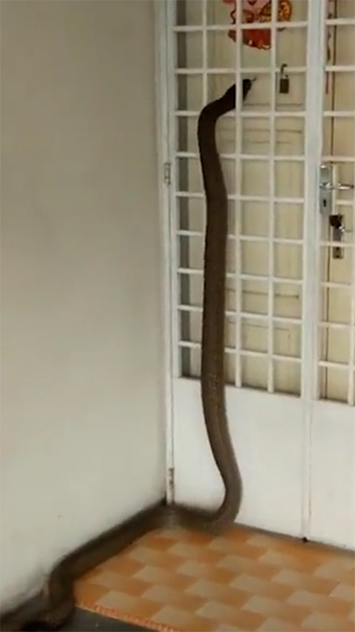 Khoảnh khắc thót tim khi thấy rắn hổ mang cụ dài 6m bò vào nhà dạo chơi - Ảnh 2.