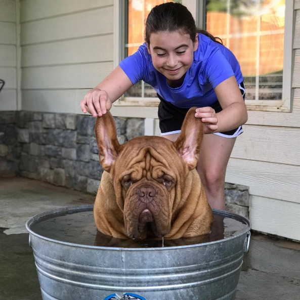 Con bị chỉ tr&iacute;ch v&igrave; tắm như tra tấn ch&oacute; cưng trong đoạn video g&acirc;y b&atilde;o, bố l&ecirc;n tiếng giải th&iacute;ch - Ảnh 4.