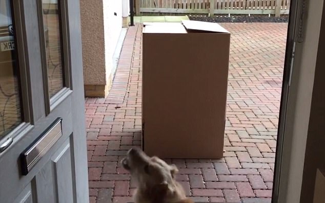 Nhận được một hộp quà từ phương xa, chú chó nhỏ đã vô cùng bất ngờ trước điều bí mật bên trong - Ảnh 2.