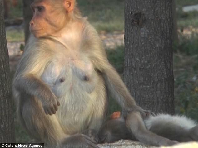 Dù khỉ con qua đời, khỉ mẹ vẫn ôm con suốt nhiều ngày chẳng rời - Ảnh 2.
