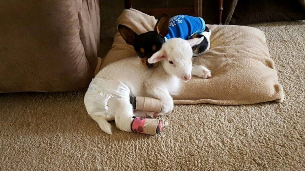 Người bạn cừu khuyết tật qua đời, chú chó Chihuahua buồn rầu lấy con cừu nhồi bông ra ôm - Ảnh 1.
