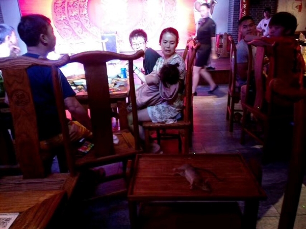 Chuột nhảy lầu tự tử xuống khay đồ ăn, nhiều thực khách bỏ chạy tán loạn - Ảnh 2.