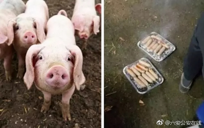 20 chú lợn được cứu khỏi đám cháy, nửa năm sau lại bị đem làm xúc xích để tỏ lòng cảm ơn đội cứu hỏa - Ảnh 3.