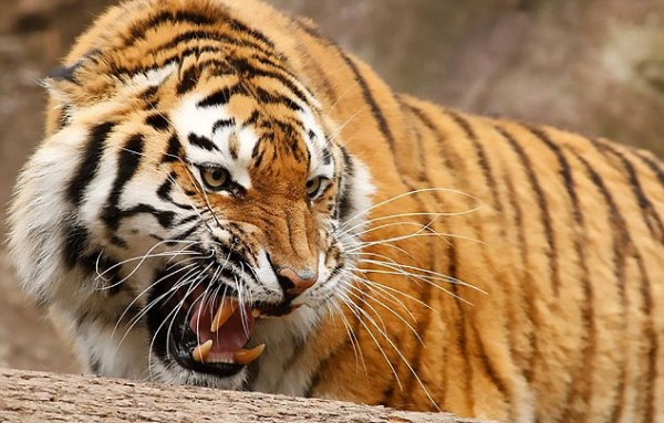Thụy Sĩ: Nhiều vật nuôi bị vườn thú sử dụng làm đồ ăn cho hổ - Ảnh 2.