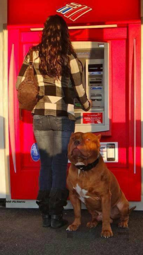Những chú chó vào vai bảo kê máu mặt tại các cây ATM vào ban đêm - Ảnh 1.
