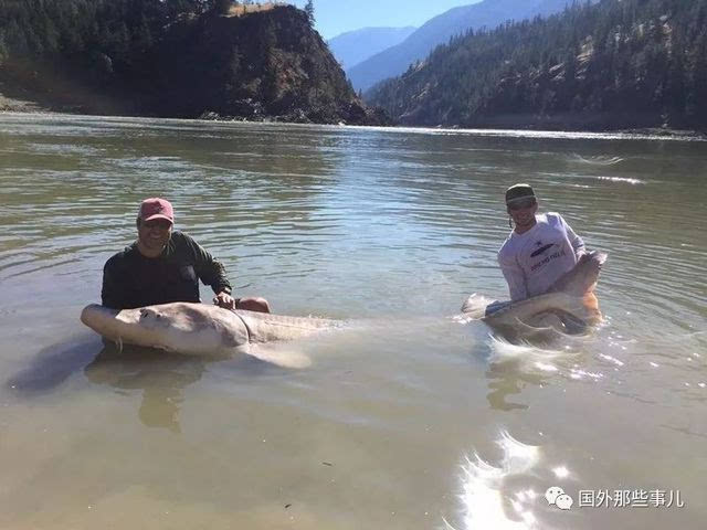 Bắt được cá nặng hơn 300kg, chàng trai bất ngờ phát hiện đó là con cá năm ngoái đã tự tay thả đi - Ảnh 1.