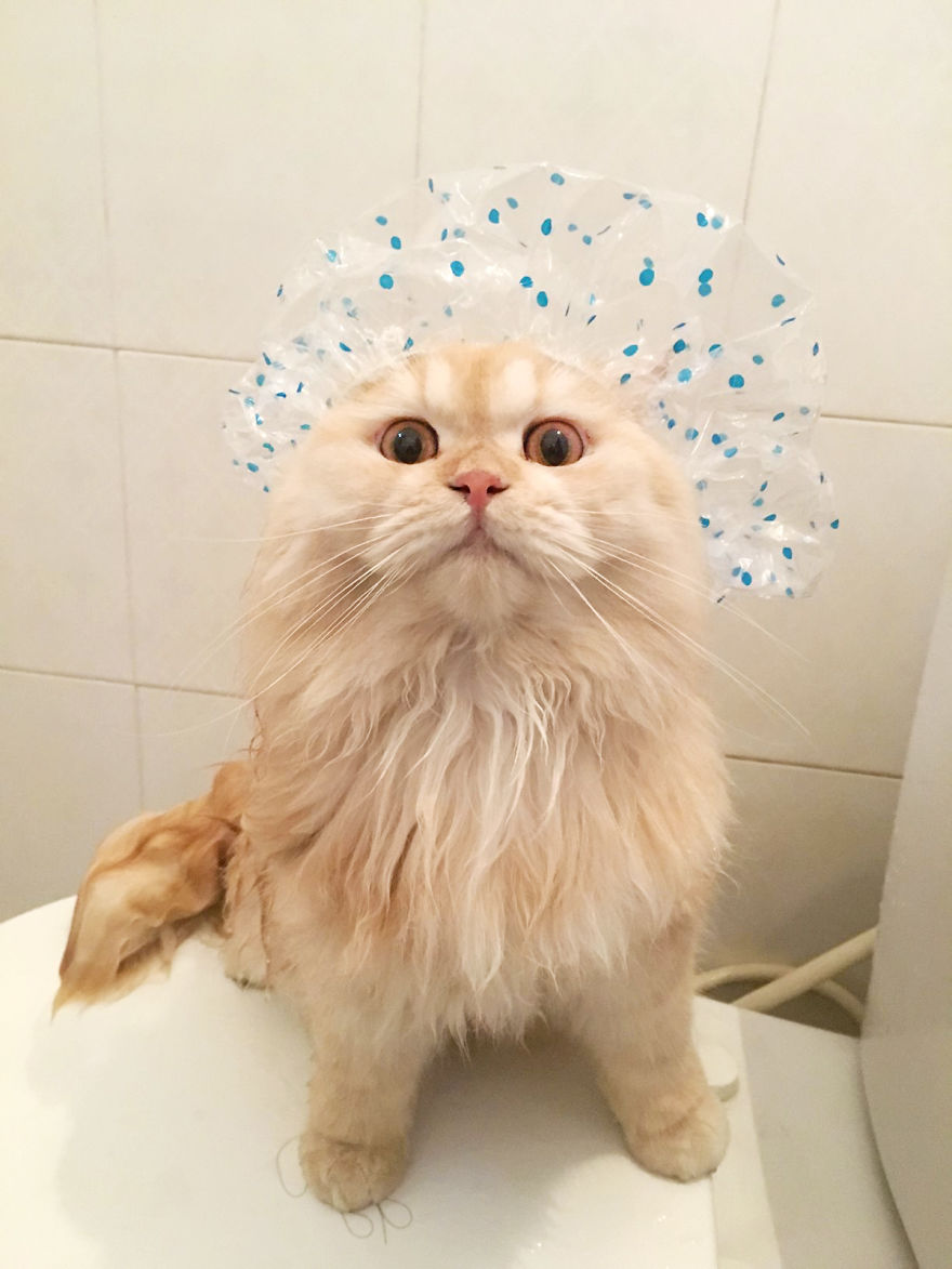 Gặp gỡ chú mèo cute thích tắm táp nhất quả đất - Ảnh 6.