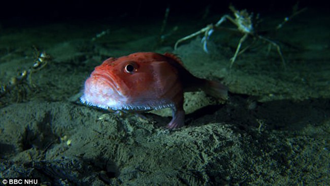 Phát hiện dưới đáy biển loài cá mồm rộng có chân đi lại thoăn thoắt - Ảnh 1.