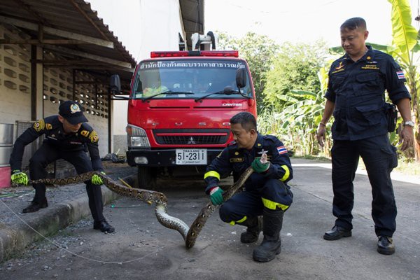 Th&aacute;i Lan: Cơn &aacute;c mộng 31,801 con trăn, rắn chui l&ecirc;n từ bồn cầu &aacute;m ảnh người d&acirc;n - Ảnh 3.
