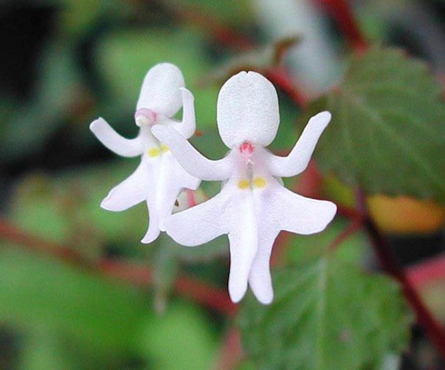 Top 20 hình ảnh loài hoa đẹp nhất thế giới đầy ngất ngây