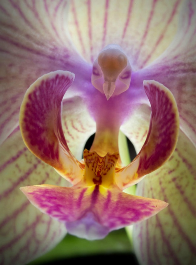 14 flores con las formas más extrañas del mundo - Foto 5.