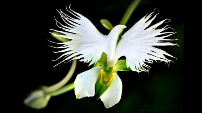 14 loài hoa có hình dạng kỳ lạ nhất thế giới - Ảnh 7.