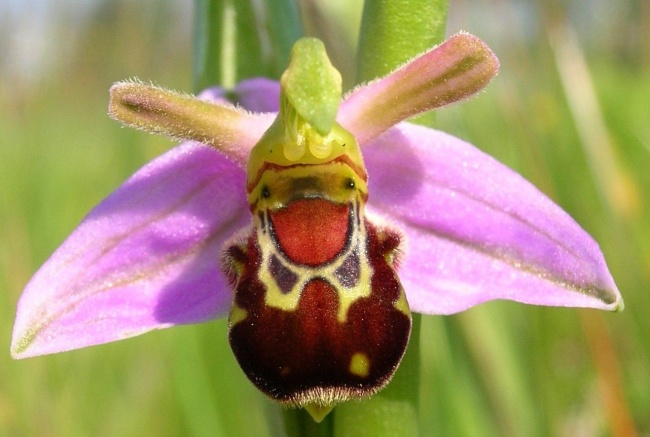 14 loài hoa có hình dạng kỳ lạ nhất thế giới - Ảnh 9.