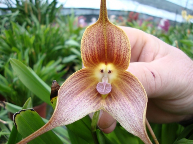 14 loài hoa có hình dạng kỳ lạ nhất thế giới - Ảnh 19.