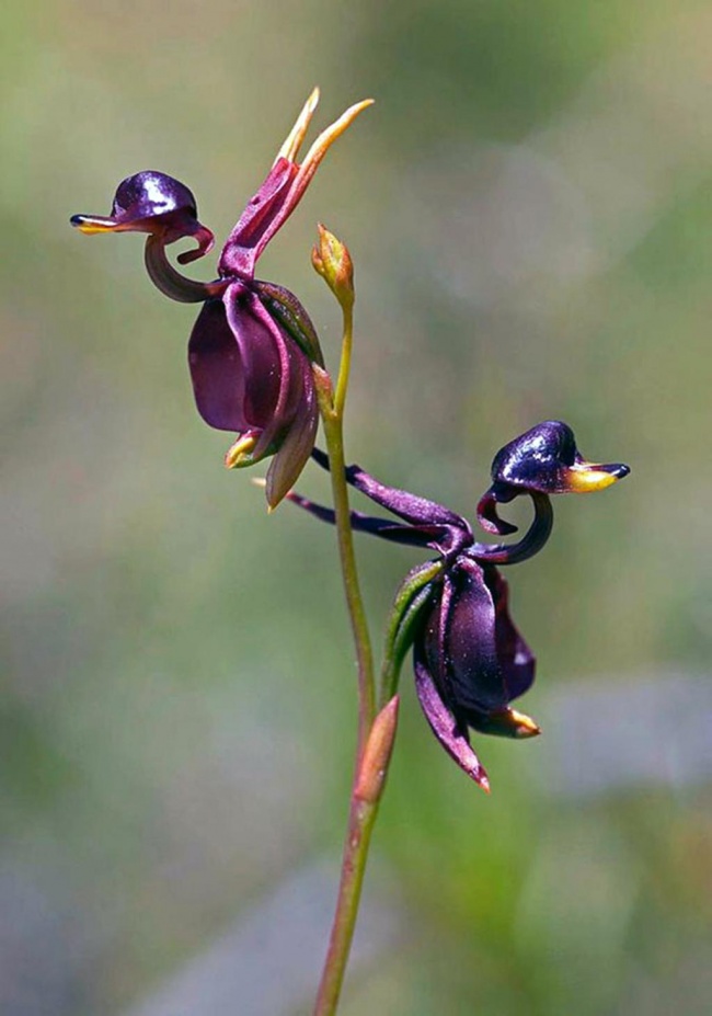 14 loài hoa có hình dạng kỳ lạ nhất thế giới - Ảnh 21.