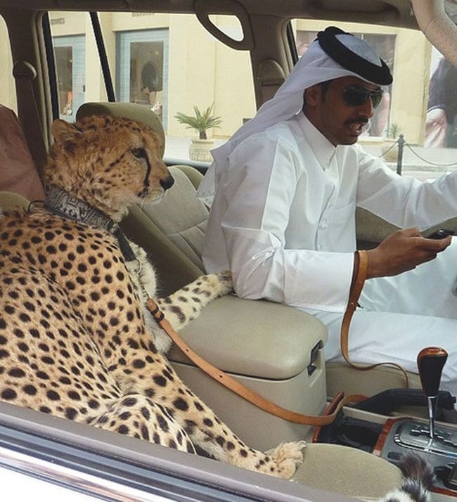 12 minh chứng cho thấy Dubai không chỉ giàu mà còn sở hữu những thứ siêu độc đáo - Ảnh 17.