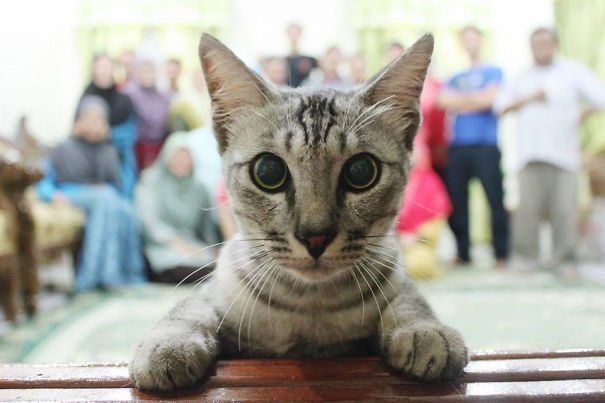 19 con mèo bẩn tính chuyên ném đá Hội những người thích chụp ảnh tự sướng - Ảnh 11.